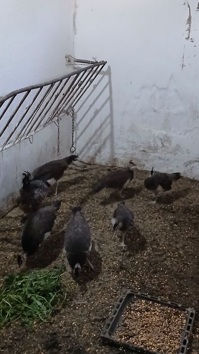 Vînd pui de păuni standard din mai și iulie 2025.