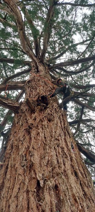 Taieri copaci la înălțime,alpinism utilitar. Elagaj.arbori .