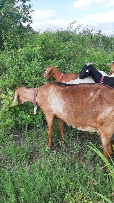 Capre de rasa si țap vanzare