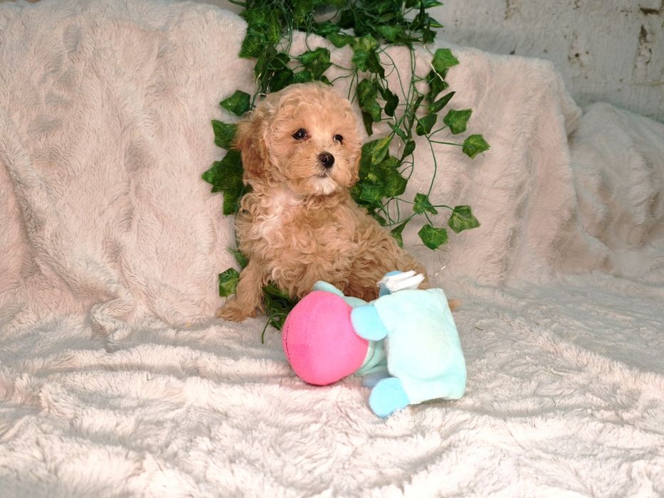 Vand fetita Maltipoo f1b mini toy - teacup