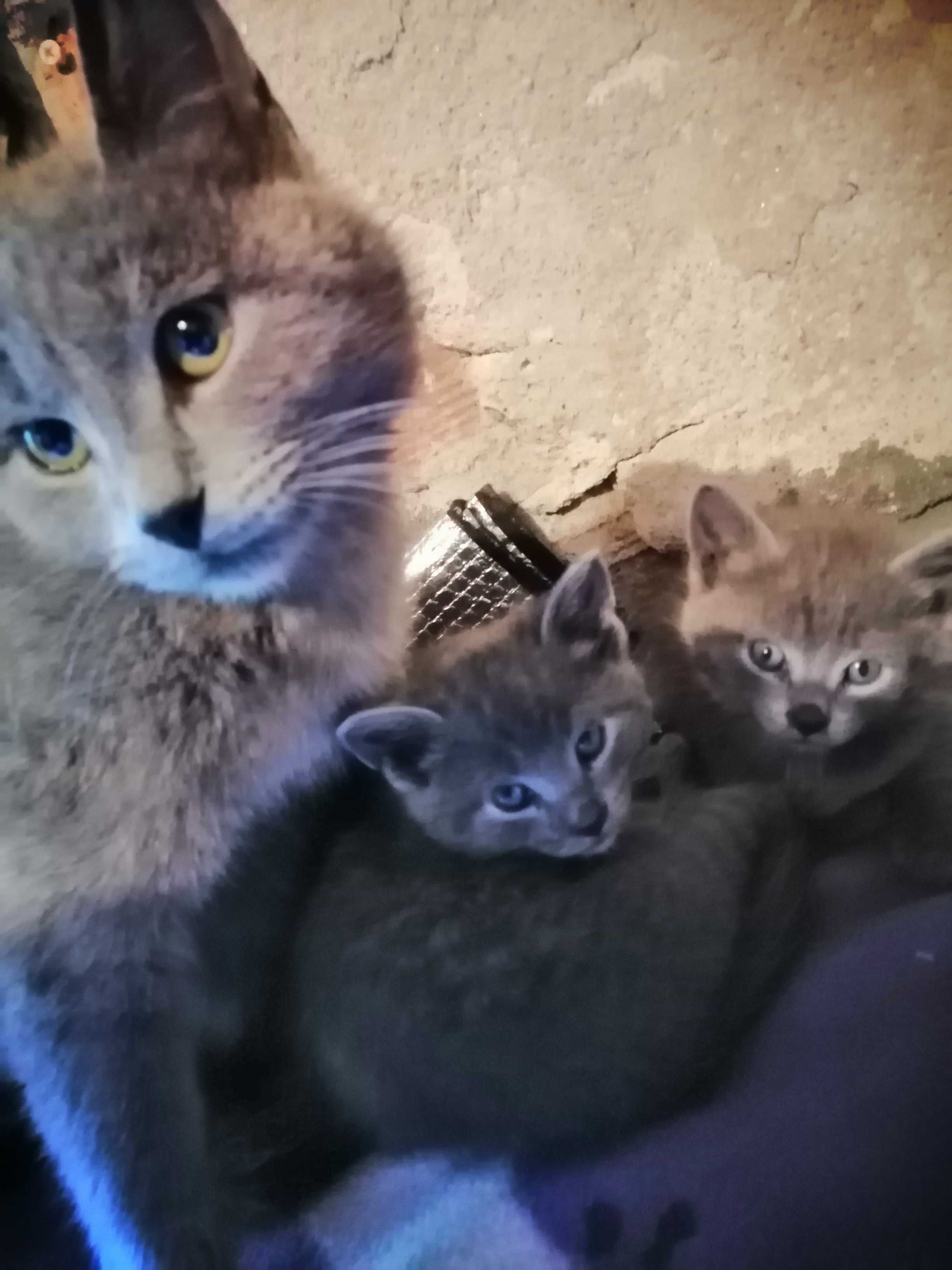 Синя руска котка, женска на 9 месеца.
