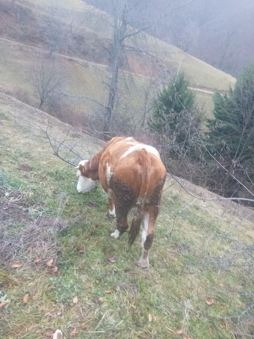 Vând junincă de 2 ani