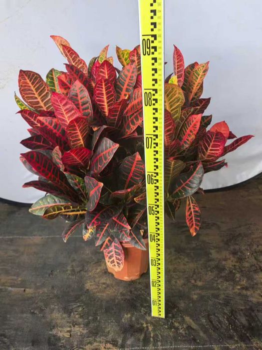 Кратон гули 5/8хил ажойиб рангда булади жудаям ажойиб гул