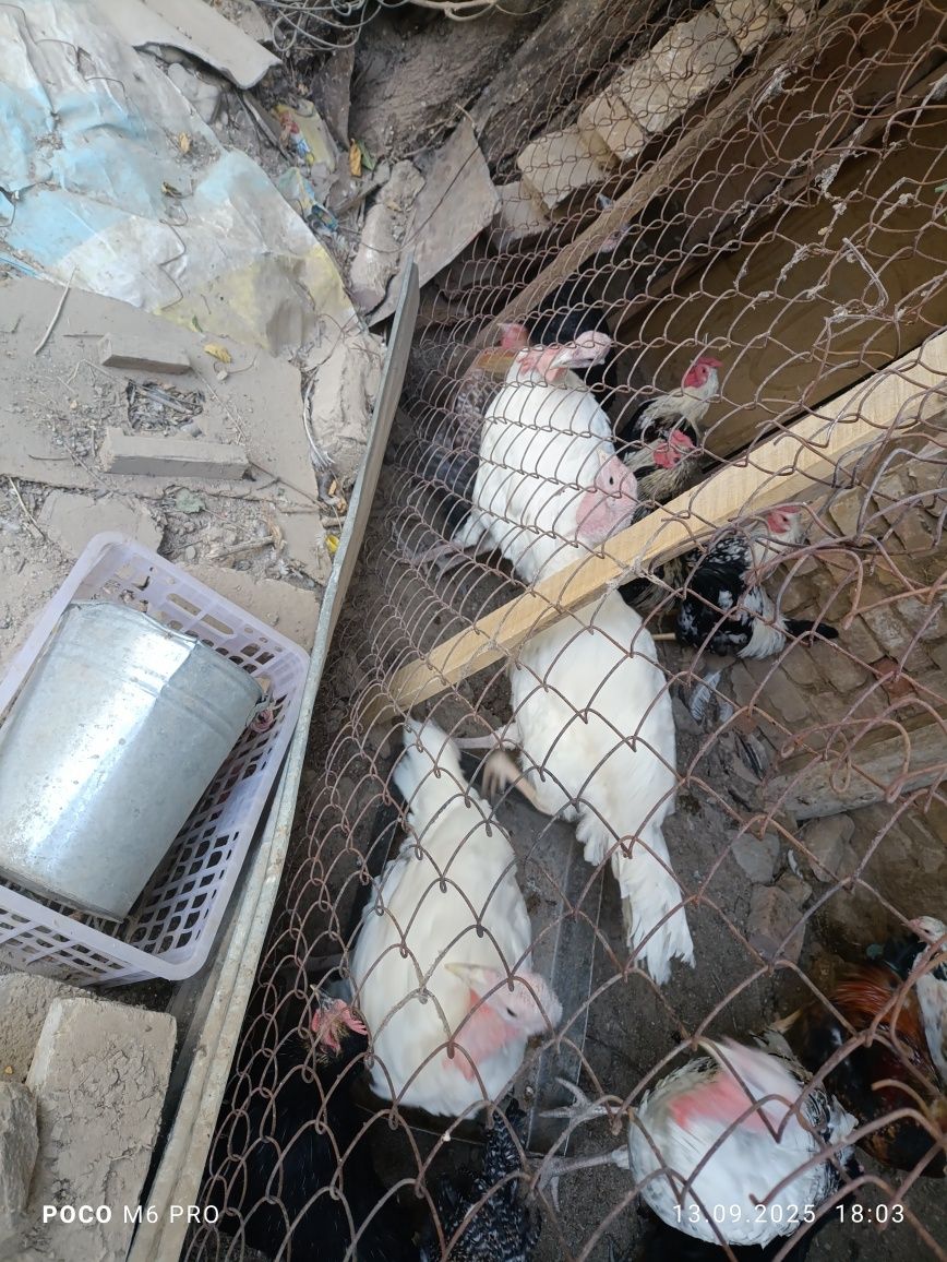Продам индюков и петухов