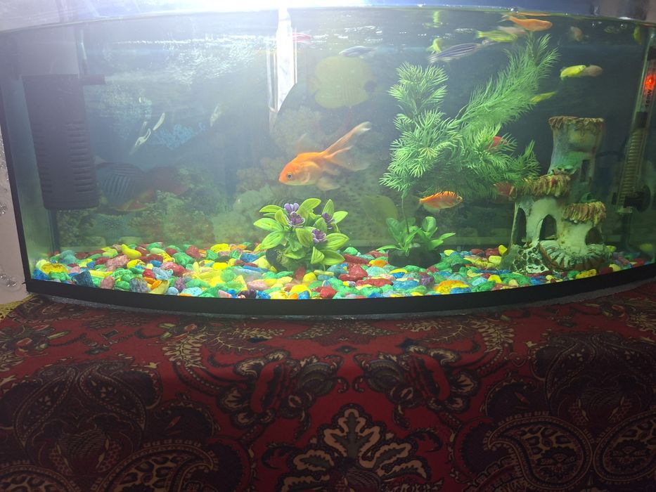 Assalomu alekum Akvarn sotiladi