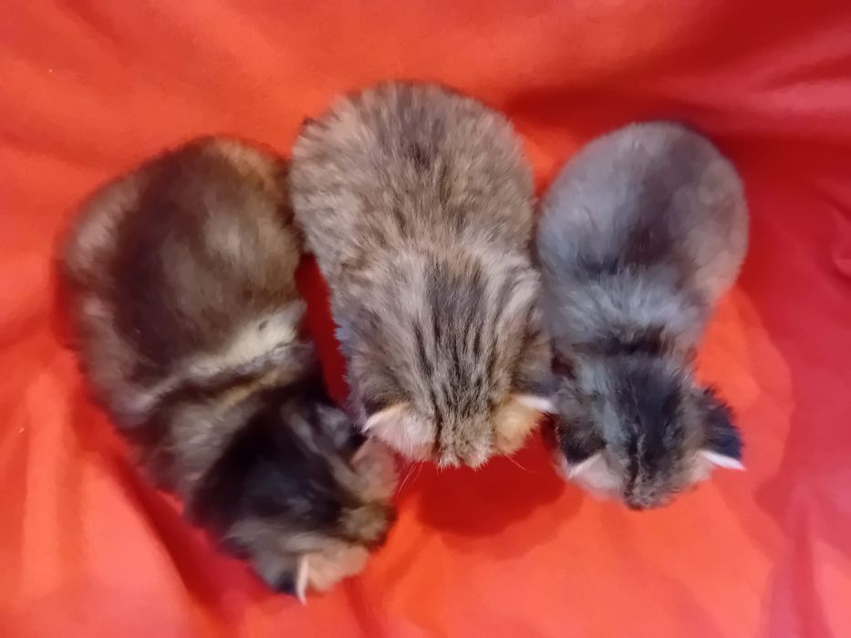 British Longhair cu Pedigree