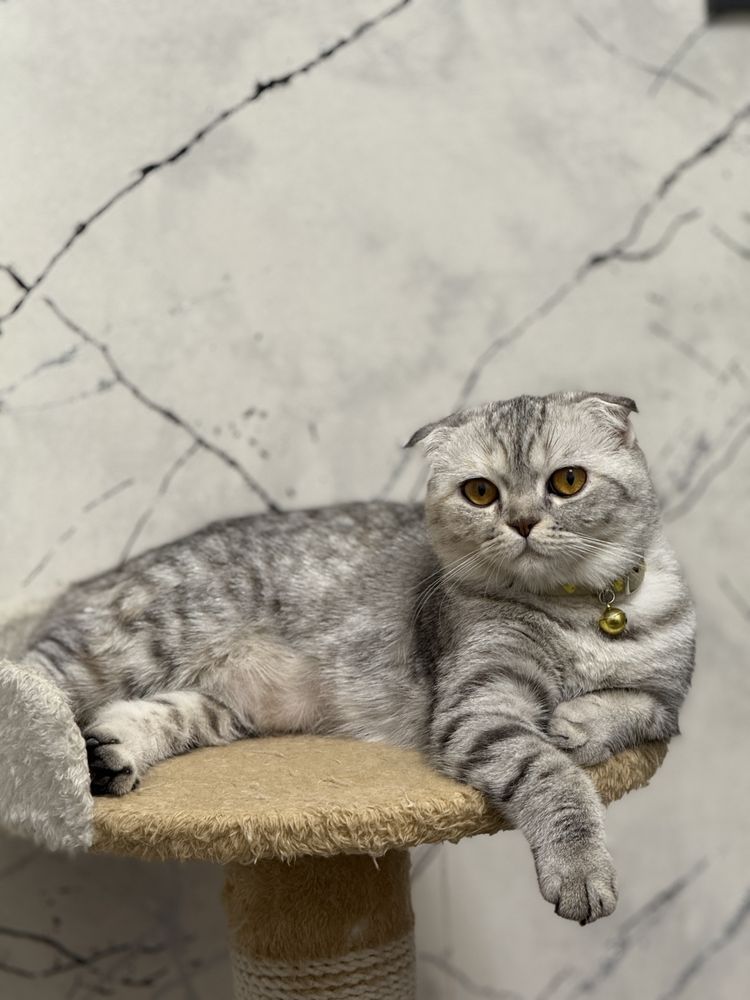 кошка Лара продается