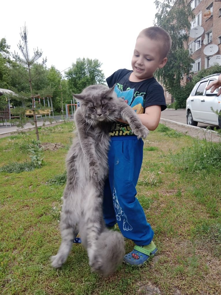 Кот Мейн-кун на вязку