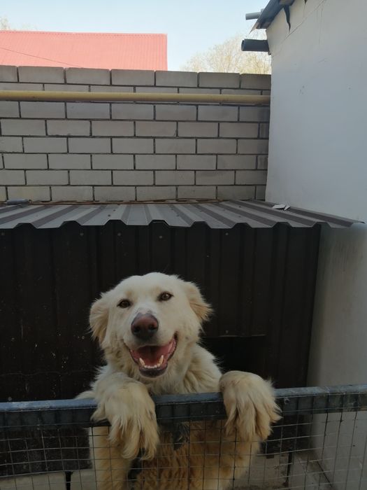 Отдам собаку в хорошие руки. Будка для собаки 20 тыс