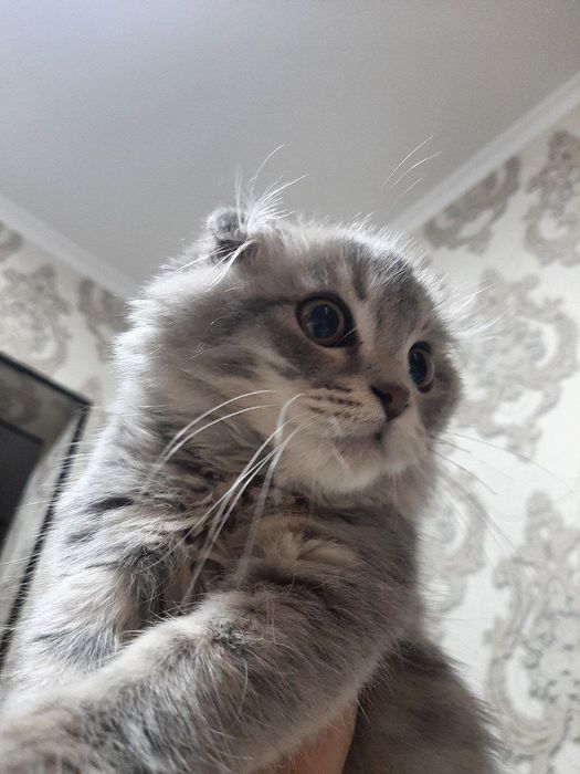 Срочна скидка  Продается котята