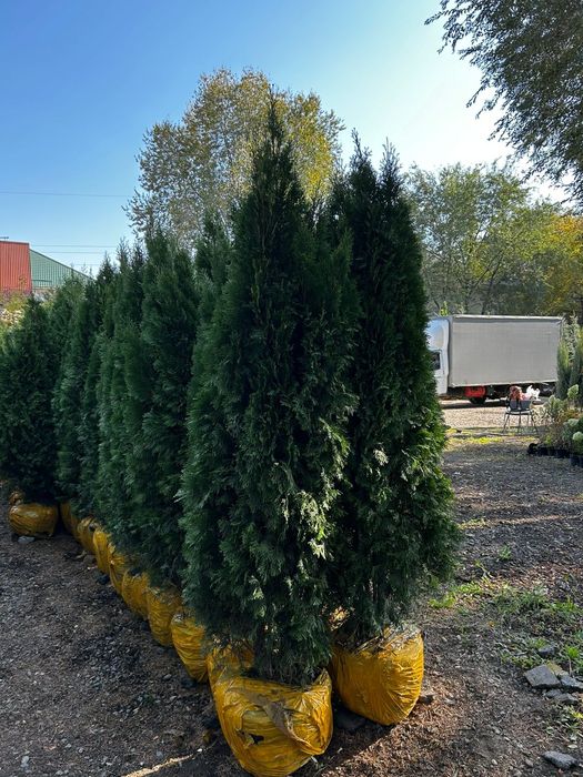 Туя Смарагд от 1м до 3м  Живая изгородь, доставка