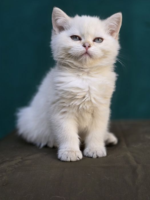 Skotish syrayt. Color point shinshilla