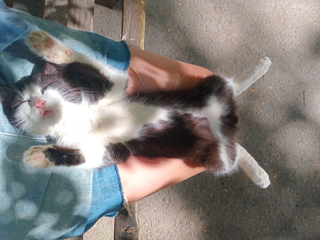 СРОЧНО! Продается котёнок!