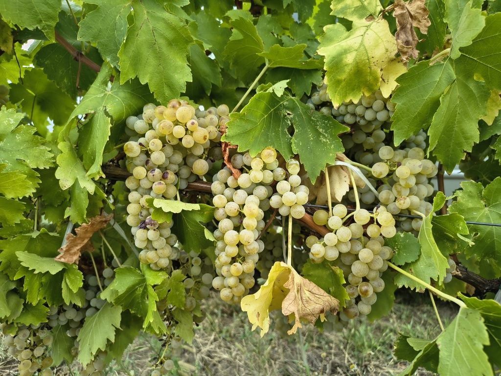 Грозде за вино и ракия.