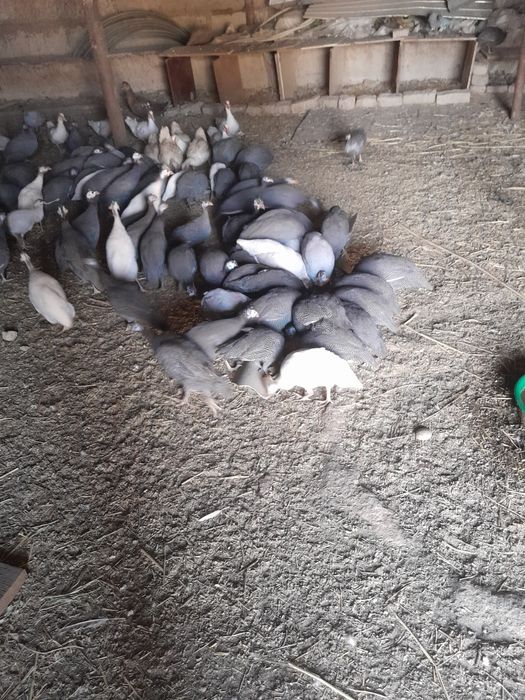 Продаются цесарки