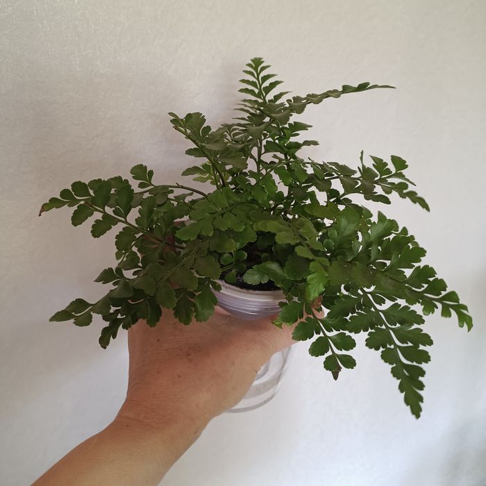 Комнатные растения.