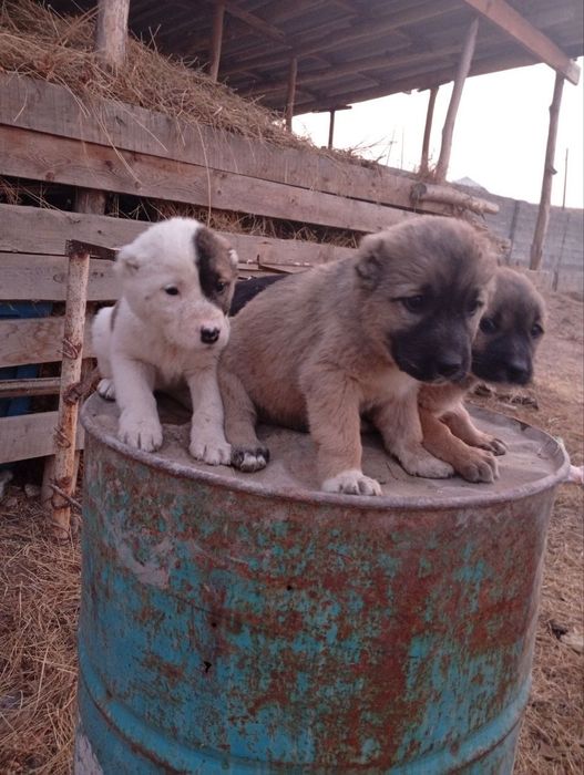 Chopon gidiklar sotiladi