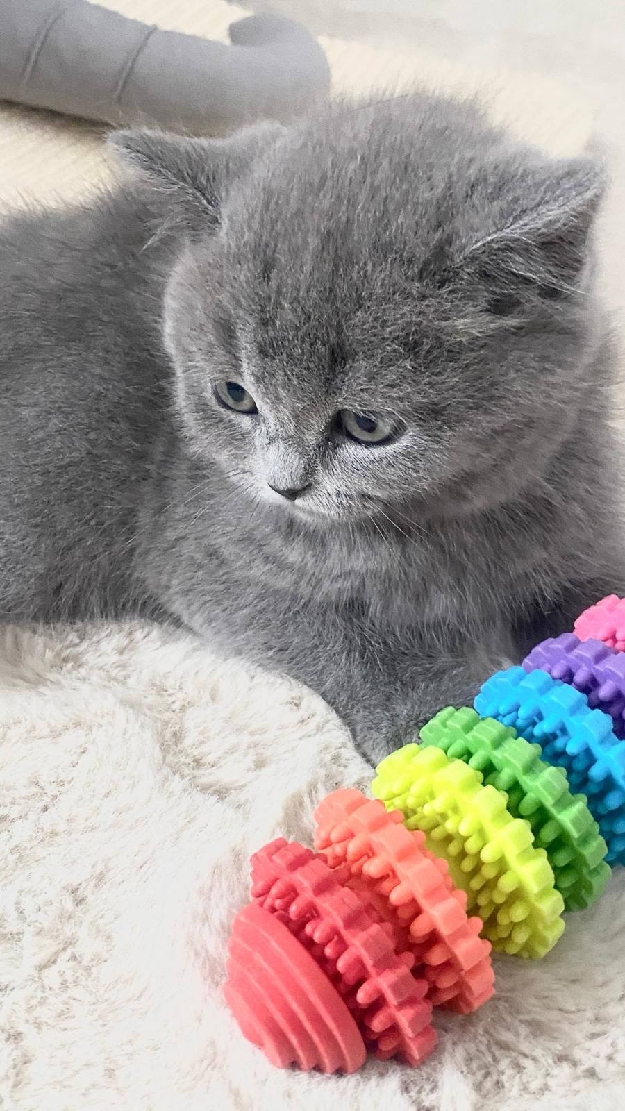 Pisică British Shorthair Blue