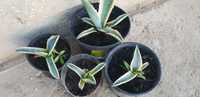 Plante Agave Americana