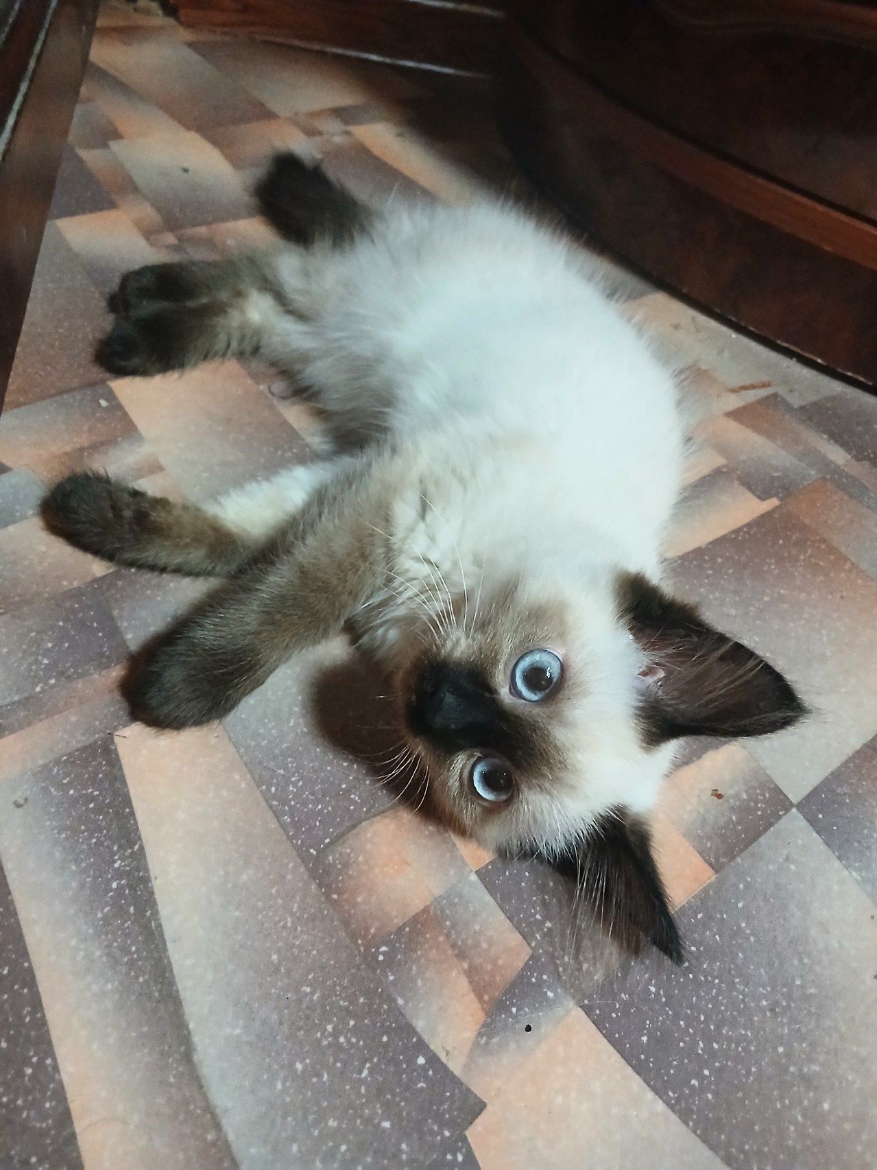 Сиамские котята на продажу