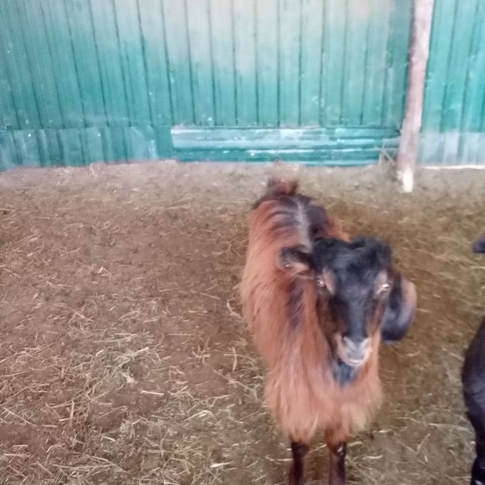 Echki sotiladi kelishtirib beraman