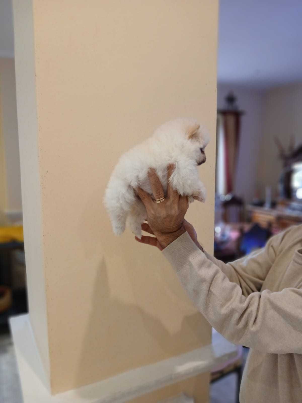 Pui Pomeranian toy alb