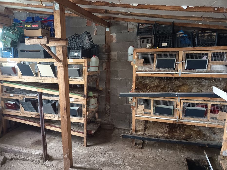 Предлагам зайци за разплод и