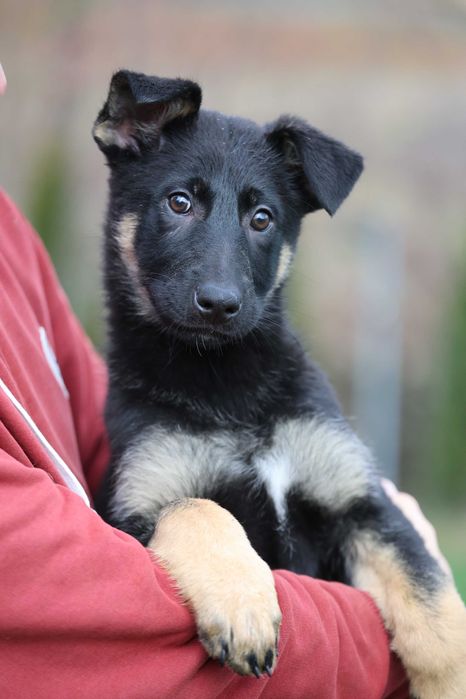 Ciobanesc German bicolor linie clasica de lucru cu pedigree canisa