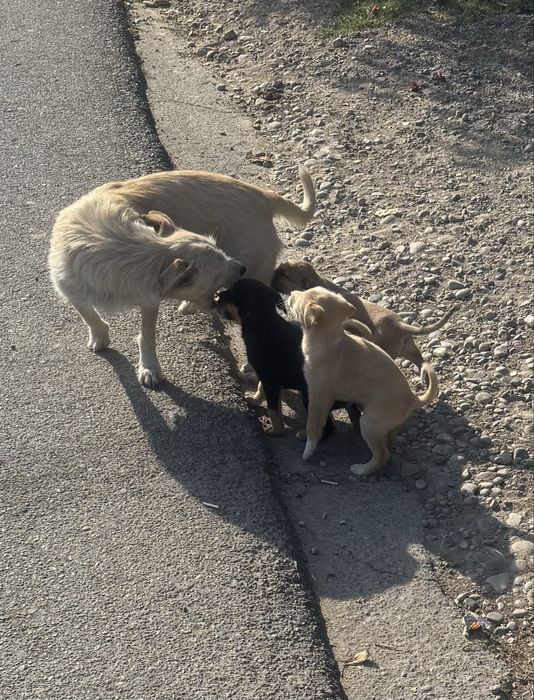 Отдам собаку (1 год) в добрые руки.