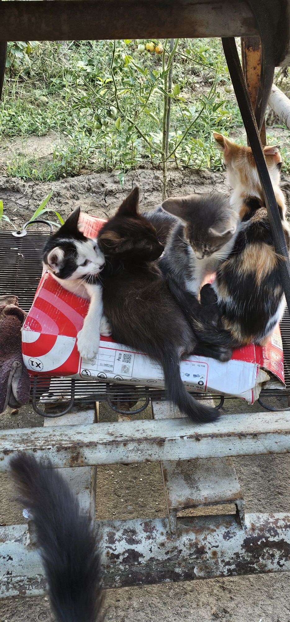КОТЕНЦА чудесни малки.Да ви радват в трудни моменти.