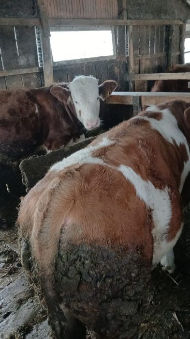 Vând viței bălțați!