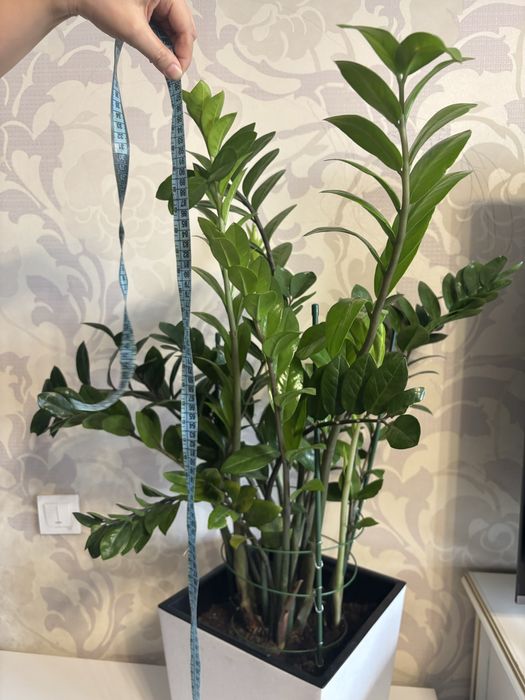 Замиокулькас , большой, в новом горшке