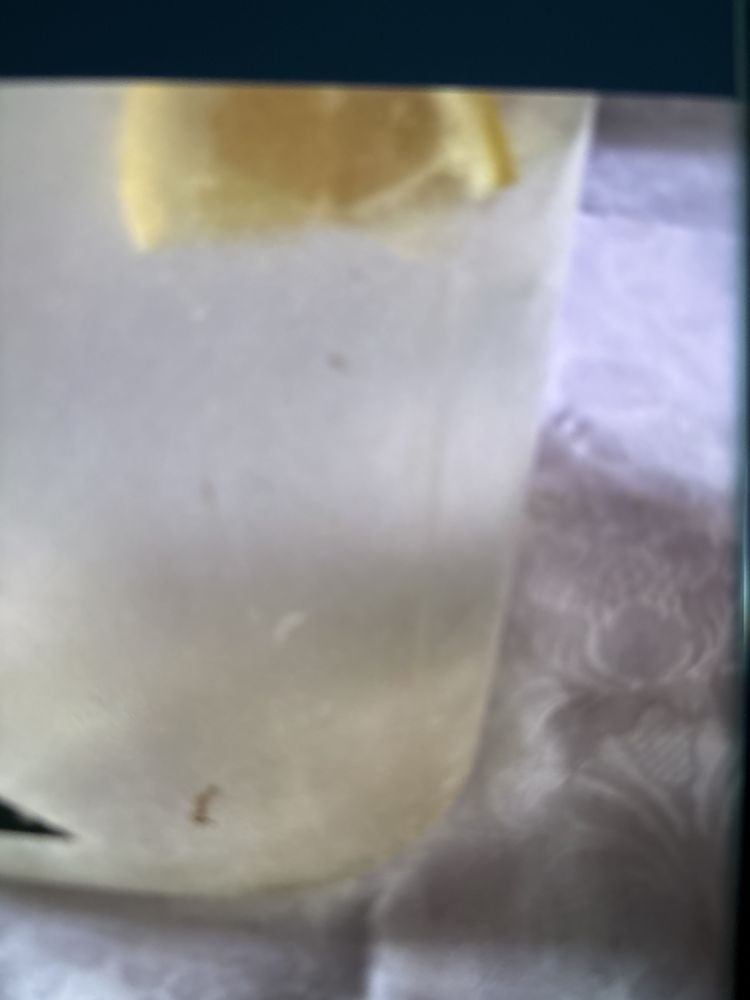 Kefir Apă/Kefir Lapte/Ciupera ceai kambuca