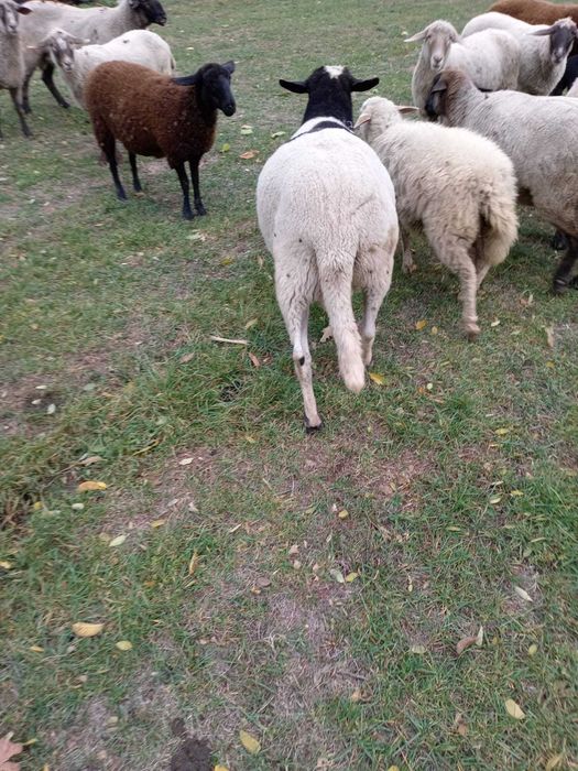 berbec  de prăsilă  rasa dorper