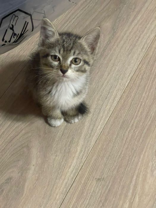 Котенок в добрые руки