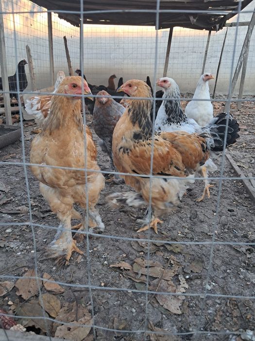 Găini Brahma tineret