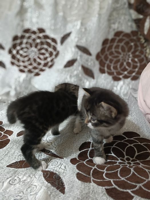 Отдам котят в добрые руки