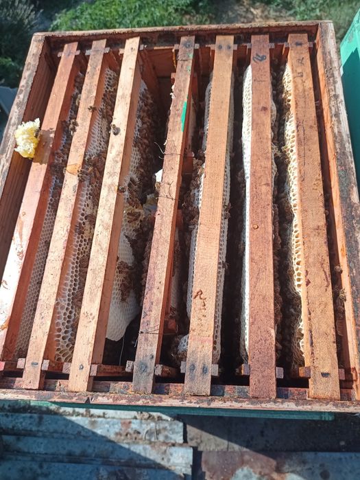 Fagure cu miere de armurariu