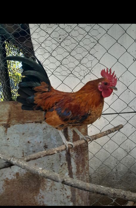 Vând 2 cocosi pitici