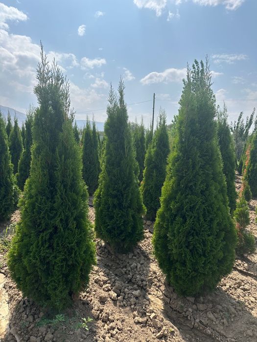 Саженцы. Туя. Сосна. Хвойные деревья. Ели. Тополь. Барбарис.Кустарники