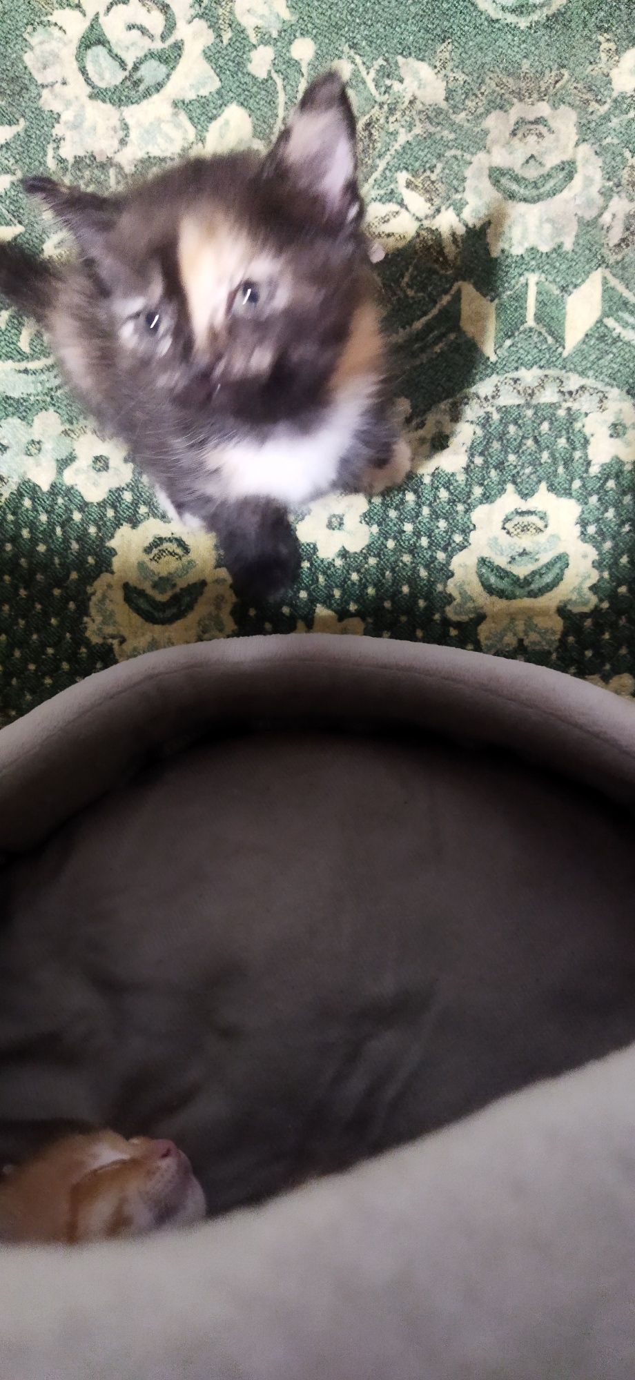 Котята игривые чистые