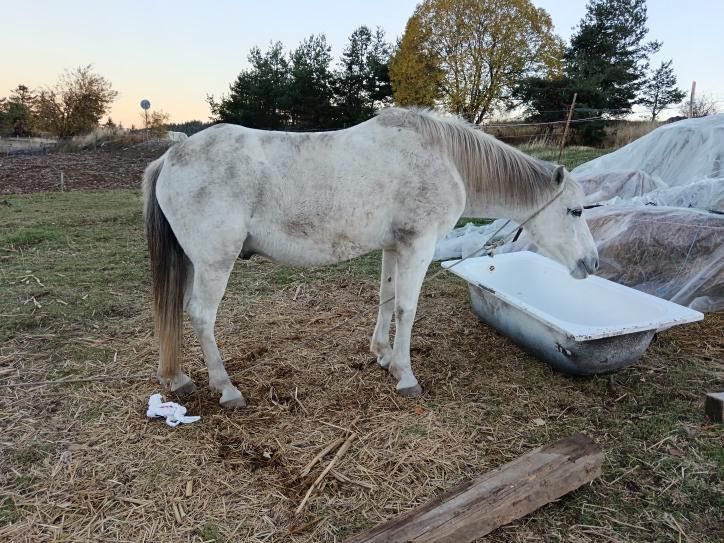 Продавам бял мъжки кон