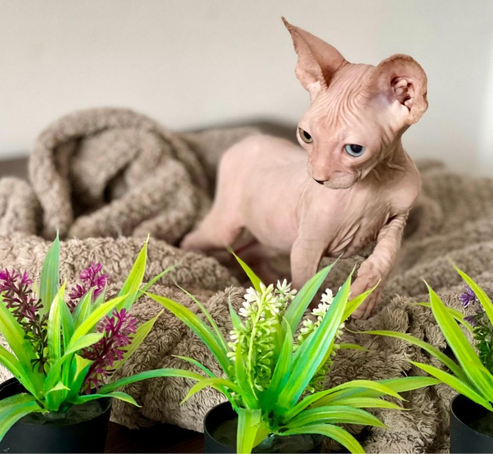 pui M un ochi albastru unu verde pedigree