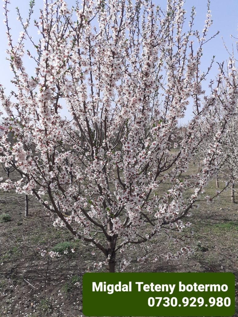 Migdal Altoit anul 3 de vegetație.