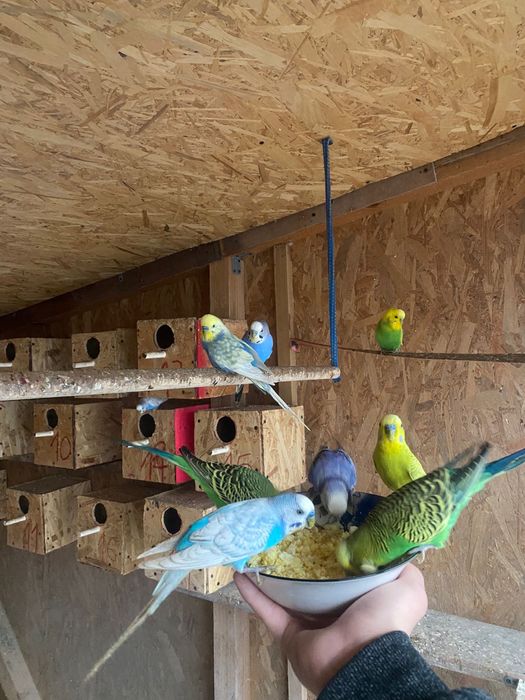 Desființez crescătorie papagali perusi