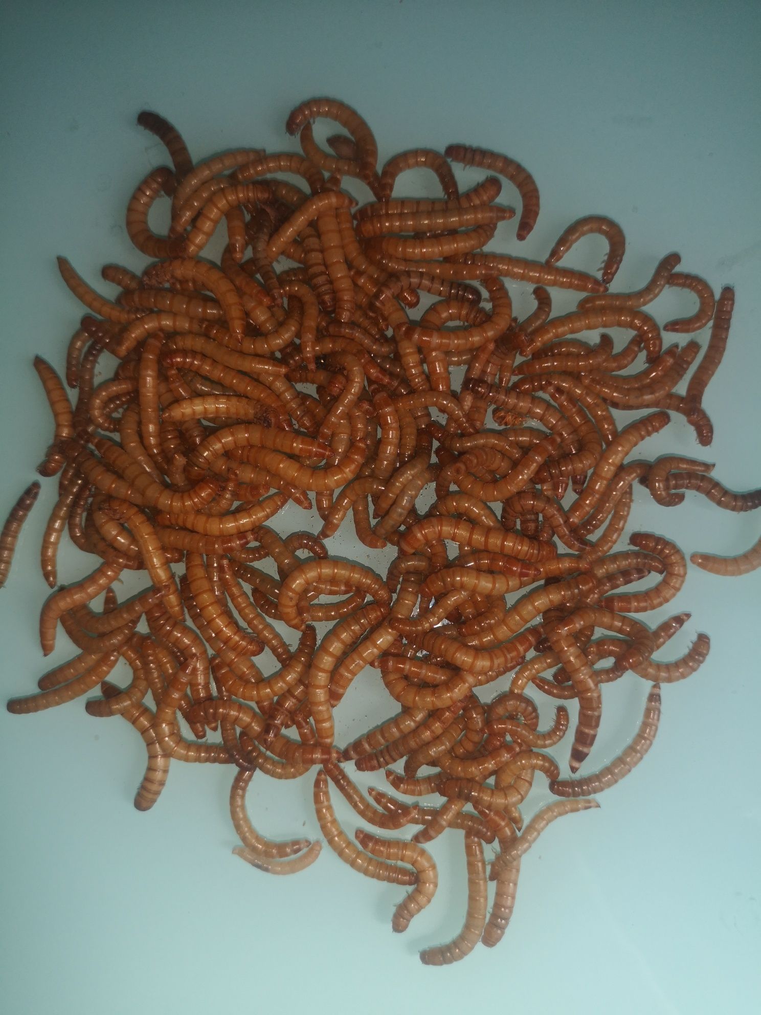 Hrana vie, viermi de făină, mealworms animaluțe de companie, păsării..