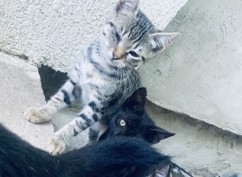 Donez pisoi si pisici 6/9luni
