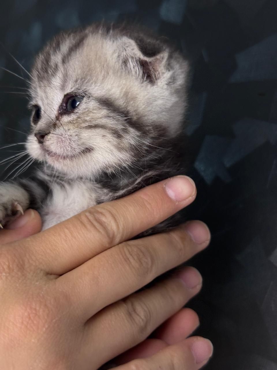 Продам красивых котят