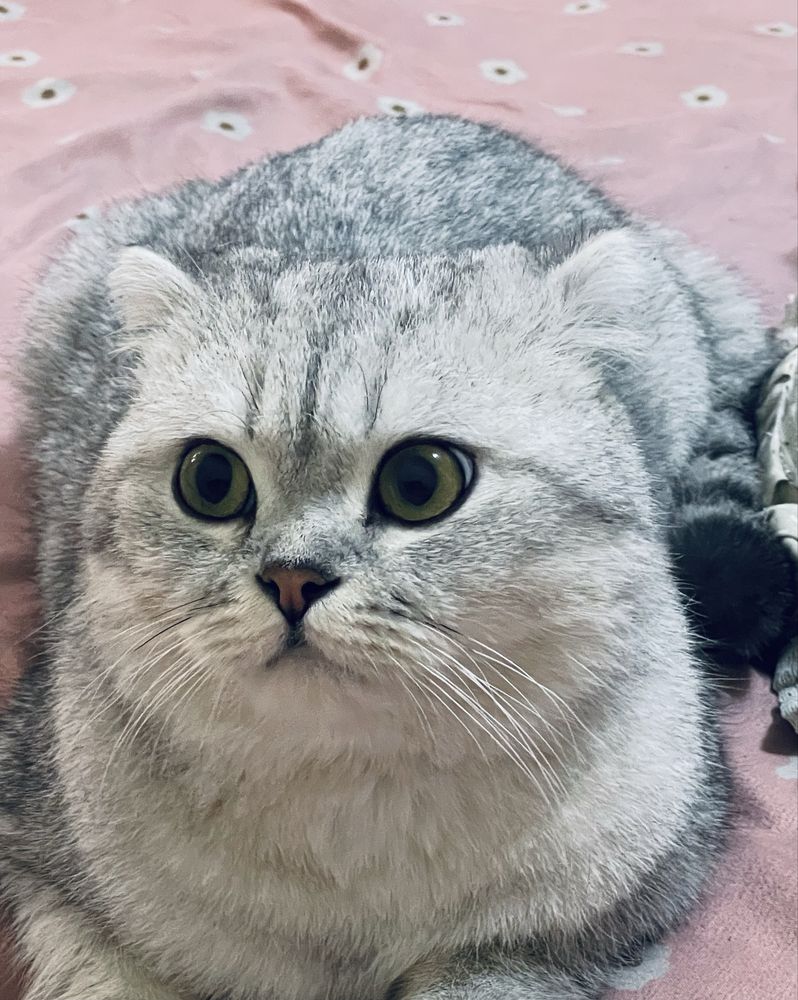 Скоттиш фолд Вяскага
