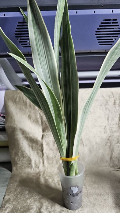 Сансевиерия Металлик